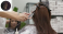 Goat Salon & Academy